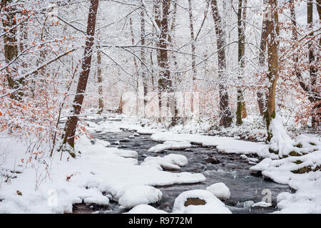 Wald Creek im Winter Wald Bäume mit verwitterten Laub entlang der verschneiten Ufer. schöne Natur Landschaft Stockfoto