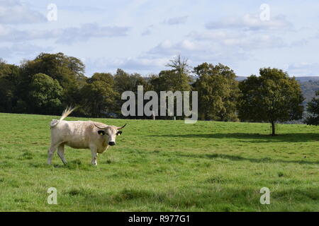 White Park cattle an dinefwr Park, Peebles, Großbritannien Stockfoto