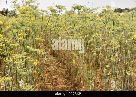 Gut organisierte Pimpinella Anisum anis Plantage in Gujarat Indien kultiviert bekannt als Variyali für Vielzahl von Unpäßlichkeiten essen Gewürz Kräuter verwendet. Stockfoto