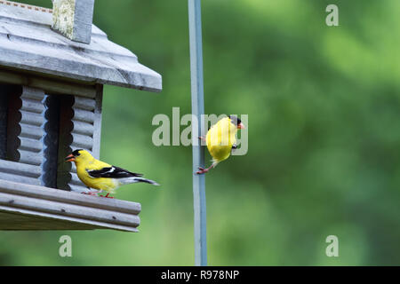 Zwei männliche amerikanische Stieglitz thront auf einem Feeder.  Extrem geringe Schärfentiefe mit Platz für Textfreiraum. Stockfoto