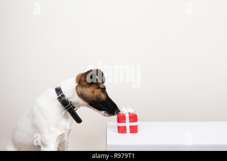 Cute Fox Terrier Welpen und einem Geschenkkarton in einfachen Studio Hintergrund. Konzept der Geben oder Nehmen ein Geschenk von Hund, die an einem winzigen roten Ill. Stockfoto