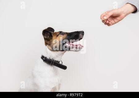 Clever Fox Terrier Welpen ein Traße aus menschlichen, isolierten Hintergrund. Süße kleine Hund sieht an der menschlichen Hand ihm einen Cookie. Stockfoto