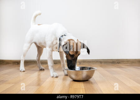 Smooth Fox Terrier Welpe frisst aus dem Abscheidegefäß in einen Raum. Niedlichen kleinen Hund suchen in eine Schüssel für Nahrung oder Wasser. Stockfoto