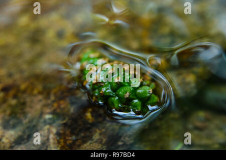 Grüne Frucht floating in einem Stream. Stockfoto