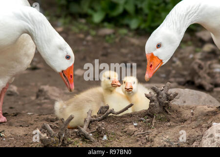 Zwei Gänse beobachten über ihre gänschen in Cahir Castle Cahir, Tipperary, Irland Stockfoto