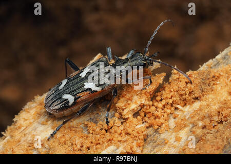 Zwei Bändern Longhorn Beetle (Rhagium bifasciatum) in morschen Baumstamm überwintert. Tipperary, Irland Stockfoto