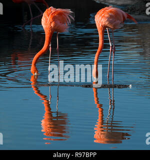 Ein paar amerikanische Flamingos (Phoenicopterus ruber) beleuchtet, das durch die niedrige Januar Sonne und Spiegelung im Wasser während der Fütterung. Stockfoto