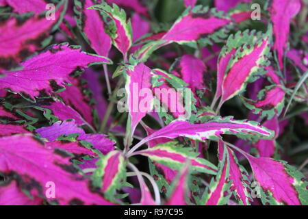 Plectranthus scutellarioides, rosa Chaos, Coleus Pflanzen wachsen im sonnigen Blumengarten. Stockfoto