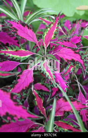 Plectranthus scutellarioides, rosa Chaos, Coleus Pflanzen wachsen im sonnigen Blumengarten. Stockfoto