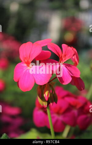 Pelargonium, duftende Geranie, Pelargonium, oder Storchschnabel schöne rosa Blüten wachsen im sonnigen Blumengarten. Stockfoto