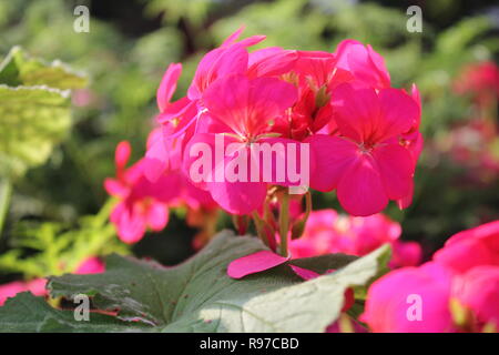Pelargonium, duftende Geranie, Pelargonium, oder Storchschnabel schöne rosa Blüten wachsen im sonnigen Blumengarten. Stockfoto