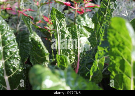 Makelloser, perfekter, roher und belaubter Chard und Schweizer Chard, der im Garten wächst. Stockfoto