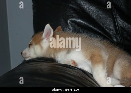 Siberian Husky Welpen unter einem grauen Decke schlafen Stockfoto