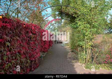 Wand überwuchert von einem Kriechgang in schönen Herbstfarben im Garten irgendwo in den Niederlanden Stockfoto