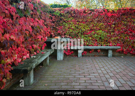 Zwei Holzbänken und Tabelle durch eine Mauer durch einen Kriechgang in schönen Herbstfarben überwachsen umgeben. in einem Garten irgendwo in den Niederlanden Stockfoto