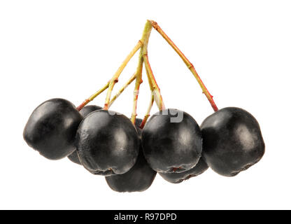 Aronia (apfelbeere) Früchte mit Stängel, auf weißem Hintergrund. Stockfoto