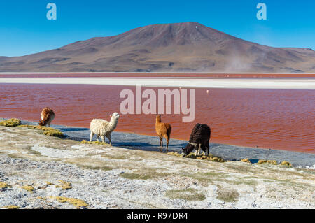 Vier alpakas vor der berühmten Laguna Colorada oder Rote Lagune mit Flamingo im Hintergrund in der Nähe des Uyuni Salzsee (Salar de Uyuni), Bolivien. Stockfoto