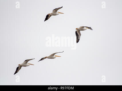 Vier Pelikane, Pelecanus erythrorhynchos, fliegen Sie über den Red River National Wildlife Refuge im Nordwesten von Louisiana, USA. Stockfoto