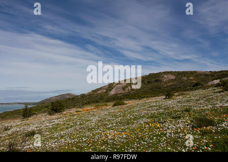 Wilde Blumen in voller Blüte an der südafrikanischen Westküste in den West Coast National Park Stockfoto