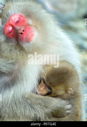 Schlafen japanischen Makaken und Cub. Die japanischen Makaken (Wissenschaftlicher Name: Macaca fuscata), auch als Snow monkey bekannt. Natürlicher Lebensraum, Winter Meer Stockfoto