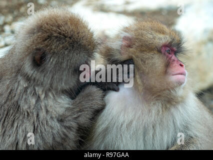 Japanmakaken ist Pflege, Überprüfung auf Flöhe und Zecken. Wissenschaftlicher Name: Macaca fuscata, auch als Snow monkey bekannt. Natürlicher Lebensraum, winter Stockfoto