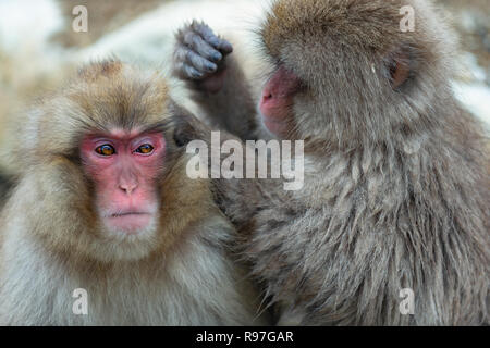 Japanmakaken ist Pflege, Überprüfung auf Flöhe und Zecken. Wissenschaftlicher Name: Macaca fuscata, auch als Snow monkey bekannt. Natürlicher Lebensraum, winter Stockfoto