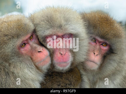 Japanmakaken. Close up-Gruppe Porträt. Die japanischen Makaken (Wissenschaftlicher Name: Macaca fuscata), auch als Snow monkey bekannt. Natürlicher Lebensraum, Stockfoto