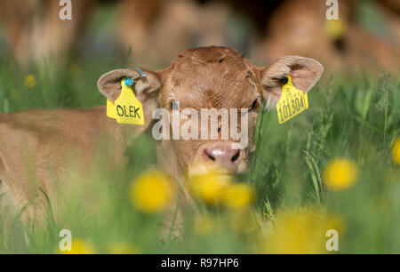 Nette junge Kalb nach unter Butterblumen. Lancashire, UK. Stockfoto