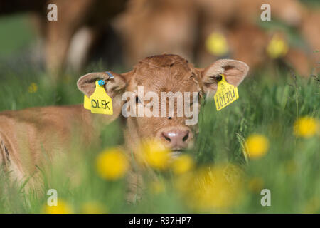 Nette junge Kalb nach unter Butterblumen. Lancashire, UK. Stockfoto