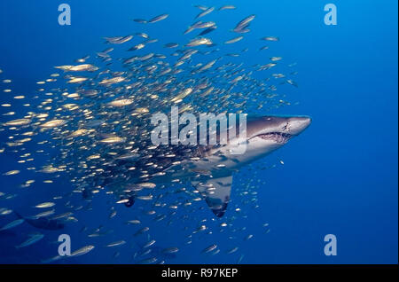 Ragged Tooth shark oder sandtiger Hai (Carcharias taurus), Schwimmen mit Schulbildung Makrelen (scombridae), offshore Morehead City, North Carolina, USA Stockfoto