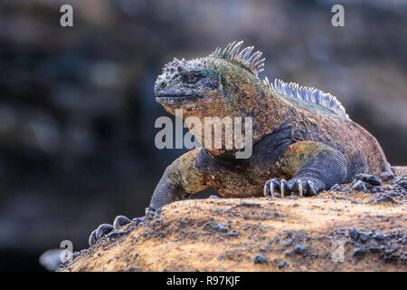 Marine iguana, Isabela ist., Galapagos Stockfoto