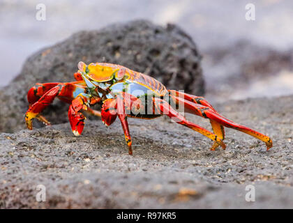 Sally Lightfoot Crab, Insel Floreana, Galapagos Stockfoto