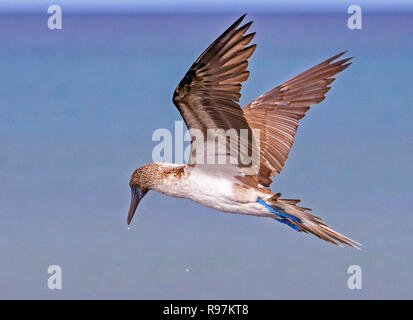 Blue-footed Booby Angeln, Santa Cruz, Galápagos Stockfoto