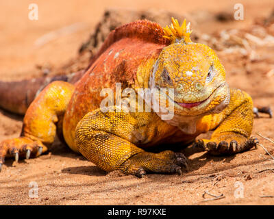 Galapagos Land Iguana (Conslophus subcristatus) auf Dragon Hill, Santa Cruz, Galápagos. Stockfoto