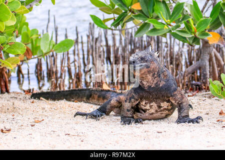 Marine iguana (Amblyrhynchus Cristatus) am Strand von Santa Cruz, Galápagos-Inseln Stockfoto