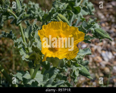Eine einzige Goldene gelbe Blume der Gehörnten poppy Glaucium flavum mit Laub im Hintergrund. Stockfoto