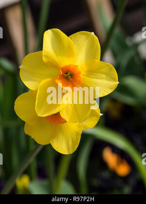 Eine Nahaufnahme von ein paar Blüten der Narzissen Wiedehopf Stockfoto