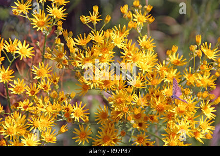 Blumen von Maculata vulgaris. Gelbe Blumen von Senico extensa im Garten blüht. Extensa vulgaris blühen im Feld. Schmetterling Silber - verzierte Stockfoto