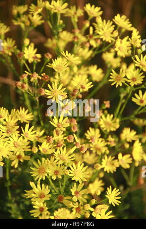 Blumen von Maculata vulgaris. Gelbe Blumen von Senico extensa im Garten blüht. Extensa vulgaris blühen im Feld. Schmetterling Silber - verzierte Stockfoto