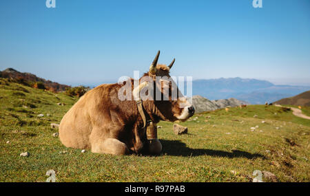 Kuh ruht, die auf dem Gras Stockfoto