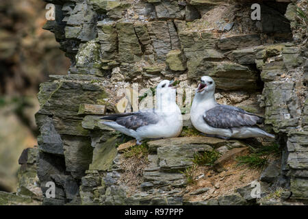 Northern Eissturmvögel/Arktis Eissturmvogel (Fulmarus glacialis) Verschachtelung auf Felsvorsprung im Cliff bei seabird Kolonie an Hermaness, Unst, Shetlandinseln, Schottland, UK Stockfoto