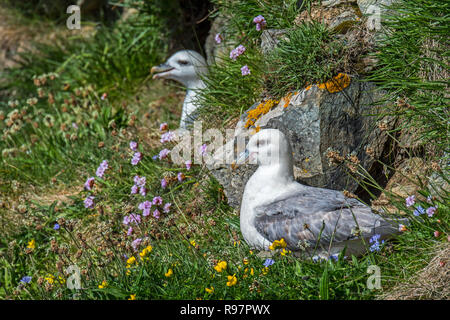 Northern Eissturmvögel/arktische Eissturmvögel (Fulmarus glacialis) nisten in Sea Cliff bei seabird Kolonie an Hermaness, Unst, Shetlandinseln, Schottland, UK Stockfoto