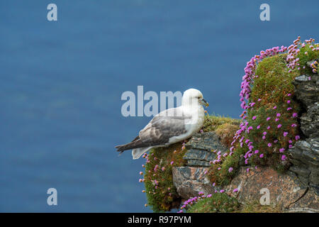 Northern Eissturmvogel/Arktis Eissturmvogel (Fulmarus glacialis) in Sea Cliff bei seabird Kolonie an Hermaness, Unst, Shetlandinseln, Schottland, UK Stockfoto