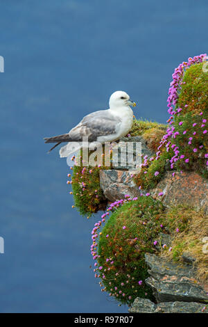 Northern Eissturmvogel/Arktis Eissturmvogel (Fulmarus glacialis) in Sea Cliff bei seabird Kolonie an Hermaness, Unst, Shetlandinseln, Schottland, UK Stockfoto