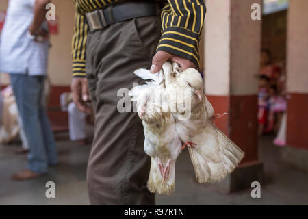 Inder Tauben halten, bevor Sie sie Opfern in der hinduistischen Kamakhya Tempels in Guwahati, Assam State, North East India. Stockfoto