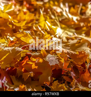 Stapel der Blätter im Herbst auf dem Boden durch Sonnenlicht beleuchtet Stockfoto