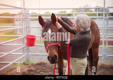 Ältere Frau streicheln Pferde auf der Ranch Stockfoto