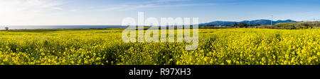 Panoramablick über die Felder der wilden Senf an der Pazifik Küste in der Nähe der Half Moon Bay, Kalifornien Stockfoto