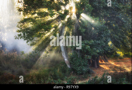 Sonnenstrahlen durch Bäume Blätter Stockfoto