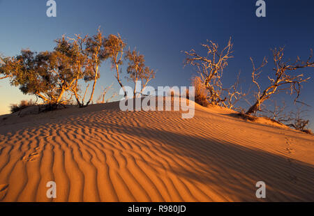 BÄUME, DIE AUF DER SPITZE EINES SANDDÜNENS IN DEN MOOMBA-GASFELdern IN SÜDAUSTRALIEN WACHSEN. Stockfoto